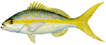 yellowtail